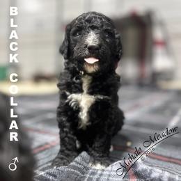 Poodle Puppies from Mahalo Meadow Farm