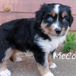 McCoy - Blue merle male Toy Australian Shepherd puppy in Godley, Texas from Flying H Toy and Mini Aussies