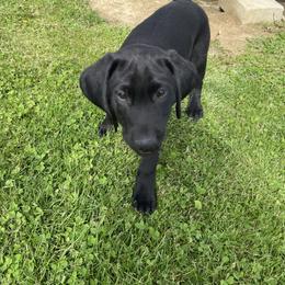 Boy 1 - Black male Labrador Retriever puppy in Lakeville, Indiana from RJS Kennels