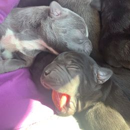 Cane Corso Puppies from Far From Average Kennels