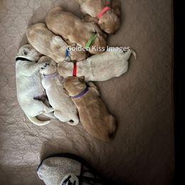 Golden Retriever Puppies from Golden Kiss Retrievers