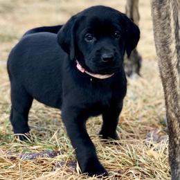 Girl 1 - female Labrador Retriever puppy in Winnemucca, Nevada from Oakley's Mountain View Kennel