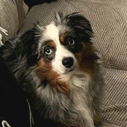 Zoe - Toy Australian Shepherd