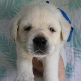 Spock - Yellow male Labrador Retriever puppy in Dunnellon, Texas from Belle Rose Labradors