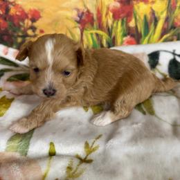 Lydia - Apricot female Maltipoo puppy in Lawrenceburg, Tennessee from LUV Poodles and Maltipoos