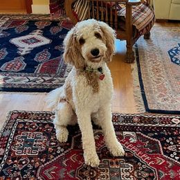 Ari - Goldendoodle