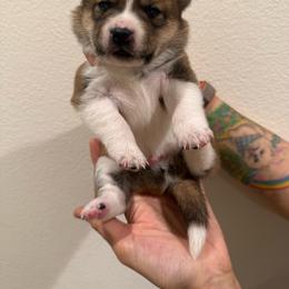 White Cookie - Red male Shiba Inu puppy in Wildomar, California from Almond & Sesame