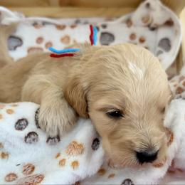 Harrison - Apricot male Goldendoodle puppy in Boise, Idaho from Goldendoodle Baby