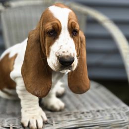 Basset Hounds and Cardigan Welsh Corgis from Savages Low riders