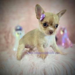 Cobbler - Merle female Chihuahua puppy in Piqua, Kansas from Cute As A Cupcake Chihuahuas