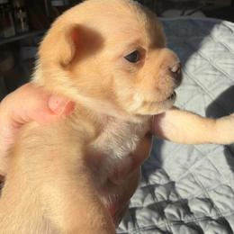 Charlie - Cream male Chihuahua puppy in Harlan, Iowa from Home Grown Chihuahuas From Iowa