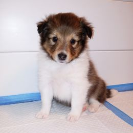 Guinevere - Sable and white female Shetland Sheepdog puppy in Aliquippa, Pennsylvania from Fancypants Shetland Sheepdogs