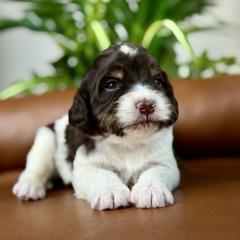 Georgia - Chocolate female Cavapoo puppy in Huntington, West Virginia from McCloud’s Poodles & Doodles