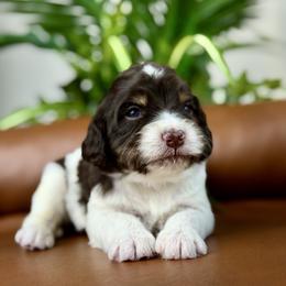 Georgia - Chocolate female Cavapoo puppy in Huntington, West Virginia from McCloud’s Poodles & Doodles