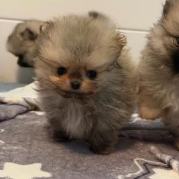 Buddy - Wolf sable male Pomeranian puppy in Newport Beach, California from Exotic City Pomeranians and chihuahuas