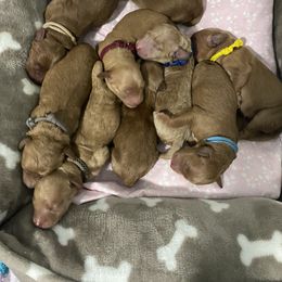 Bernedoodle and Goldendoodle Puppies from Saratoga Goldendoodles