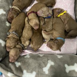 Bernedoodle and Goldendoodle Puppies from Saratoga Goldendoodles