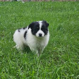 Atlas - male Sporty Mix puppy in Algona, Iowa from Ebonheart Kennel