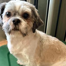 Scout - Shih Tzu