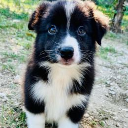 Jax - Black tri male Miniature Australian Shepherd puppy in Luling, Texas from Little Wood Toy and Mini Aussies