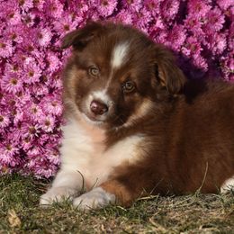 Dallas Ann - Red tri Miniature Australian Shepherd puppy in Redfield, Kansas from CY Ranch Aussies