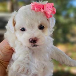 Holly - White female Maltipoo puppy in Utica, Ohio from Poodle Me Crazy