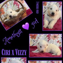 AMETHYST Girl - White female German Shepherd puppy in Apache Junction, Arizona from CS Vista Farms