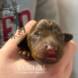Dachshund Puppies from 208 Dox Dynasty