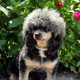 Goldendoodles and Poodles from Country Trail Pups