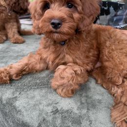 Teddy - Red male Cavapoo puppy in Honolulu, Hawaii from Aloha Paradise Poodles LLC