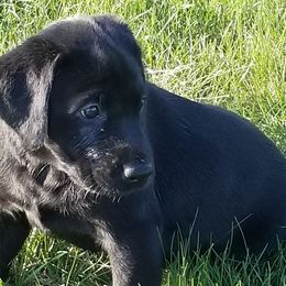 Chesapeake Bay Retrievers and Labrador Retrievers from Big Sioux Retrievers