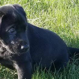 Chesapeake Bay Retrievers and Labrador Retrievers from Big Sioux Retrievers