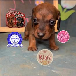 Klara - Brindle female Dachshund puppy in Livingston, Kentucky from Illyria Dox & GSD