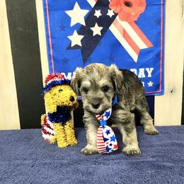 Kona (Milo II) - White male Schnoodle puppy in Tucson, Arizona from Smart Schnauzers & Schnoodles