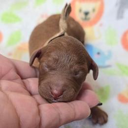 Charlie - Red  male Goldendoodle puppy in Austin, Texas from Austin Doodles & Poodles