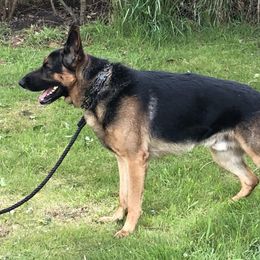 German Shepherds from Matthew Riley's German Shepherds