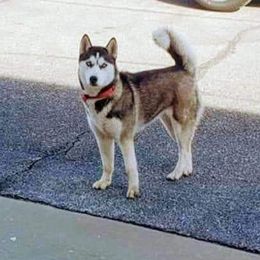 Snow - Siberian Husky