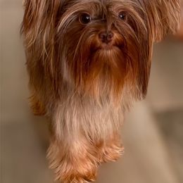 Karma - Yorkshire Terrier