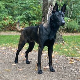 Belgian Malinois puppies from Red Acres Working Line K9s