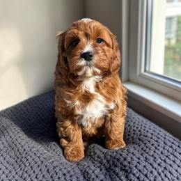 Asher - Red female Cavapoo puppy in Tucson, Arizona from Adored Poodle & Doodles