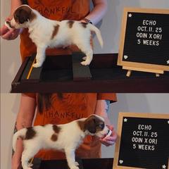 Echo - White and red male Nederlandse Kooikerhondje puppy in Pensacola, Florida from Ragnarök Kooikerhondjes