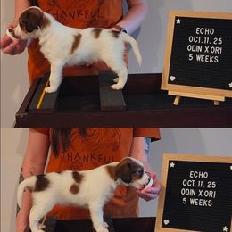 Echo - White and red male Nederlandse Kooikerhondje puppy in Pensacola, Florida from Ragnarök Kooikerhondjes