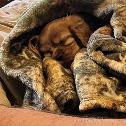 Cavalier King Charles Spaniel Puppies from Cassie’s Cavaliers