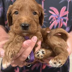 Irish Doodle and Labradoodle Puppies from Bipsi's Doodles
