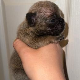 Blue fawn girl 1 - Blue fawn female French Bulldog puppy in Pennsylvania from R & C French Bulldogs