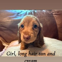 Dachshund Puppies from Hutch hounds