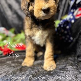 Peanut - Tri-color male Bernedoodle puppy in Rockville, Minnesota from Bracha Poodles & Doodles