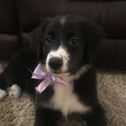 Pepper - Australian Shepherd