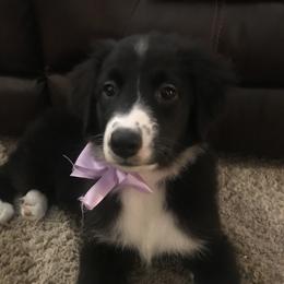 Pepper - Australian Shepherd