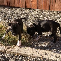 Staffordshire Bull Terrier Puppies from J Jax Staffords